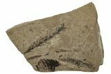 Conifer (Metasequoia) Fossil Plate - McAbee, BC #255550-1